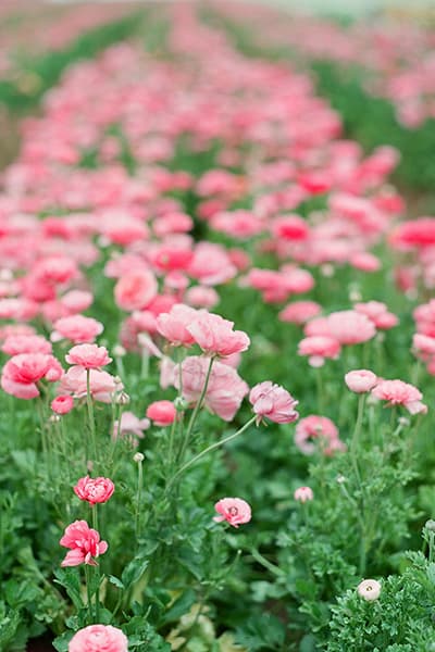 Flower Shop 31